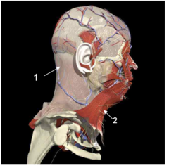 <p>Identify the fascia at #1</p>