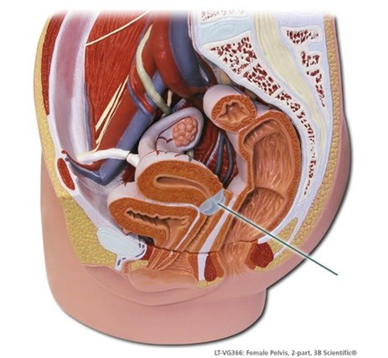 <p>lower, neck-like portion of the uterus</p>