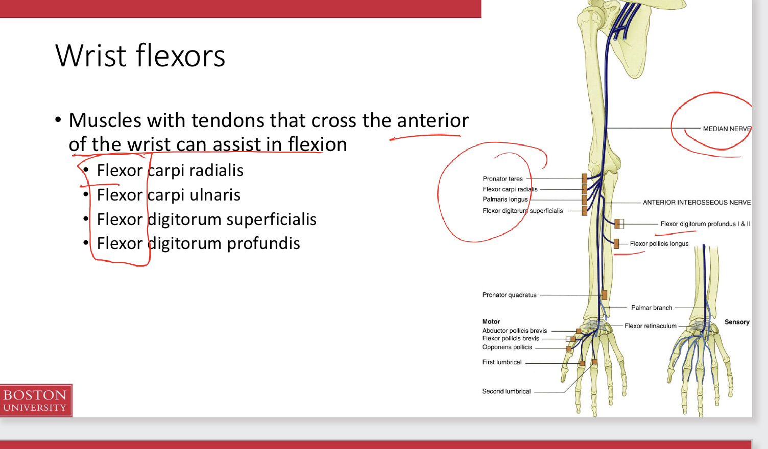 <p><span>Muscles with tendons that cross the <strong>anterior</strong> of the wrist can assist in<strong> flexion</strong></span></p><p></p><p><span><br>• Flexor carpi radialis<br>• Flexor carpi ulnaris<br>• Flexor digitorum superficialis<br>• Flexor digitorum profundis</span></p><ul><li><p>Flexor pollicis longus</p></li><li><p>pronator teres</p></li></ul><p></p>