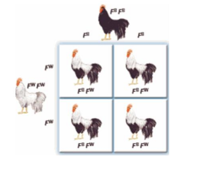 <p>What is codominance and an example?</p>