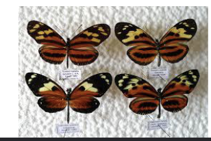 <p>Two or more TOXIC species resemble each other; both BENEFIT</p>