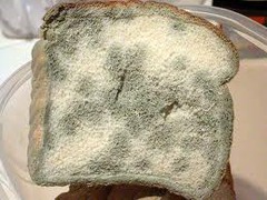 <p>covered with or smelling of mold</p>