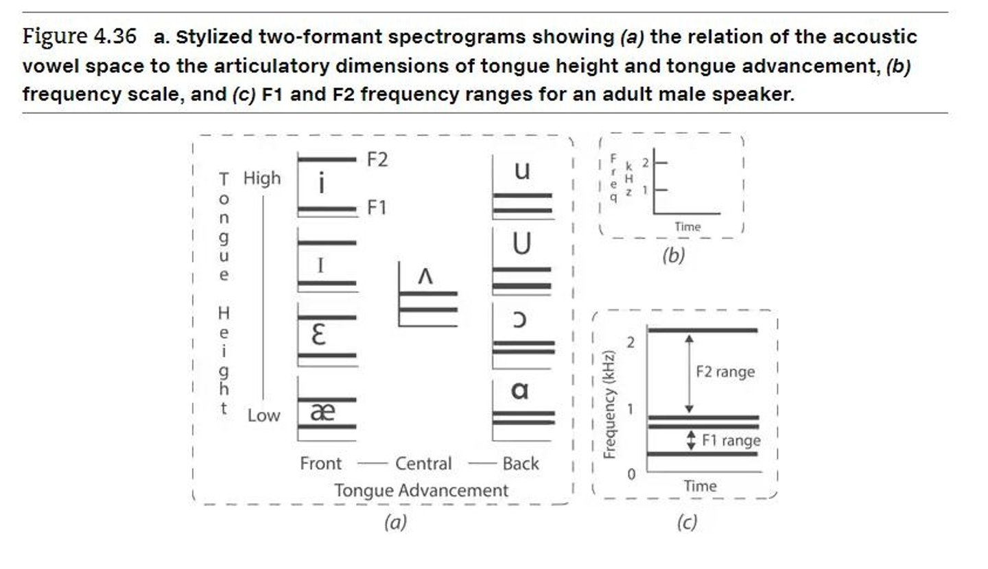 <p>The acoustic vowel space can be represented using F1 and F2, corresponding to the articulatory vowel quadrilateral.</p>