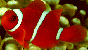 <p>Clownfish/ Anemone fish, orange/yellow/red with white bands </p>