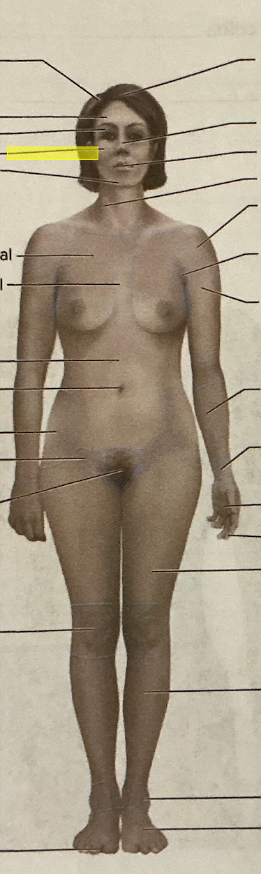 <p>identify the region of the body</p>