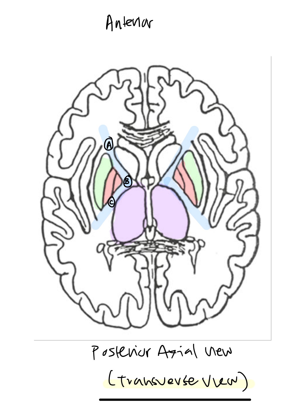 <p>The white matter region highlighted in Blue is called what? </p>