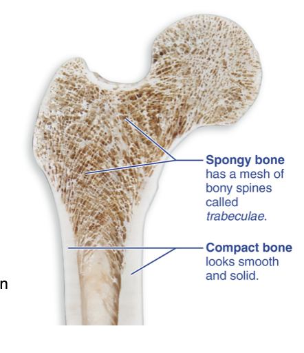 <p>Made up of many trabeculae (small beams/spines of bone tissue that form a network on the interior of a bone). Arranged along lines of stress from mechanical forces</p>