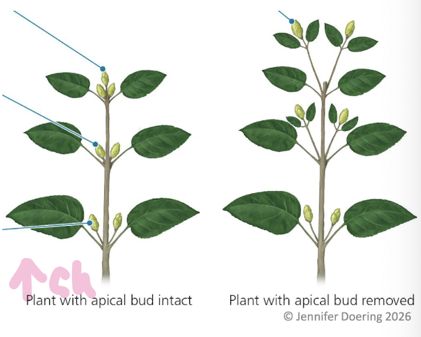 <ul><li><p>Apical bud suppresses growth of axillary buds</p></li></ul><p></p>