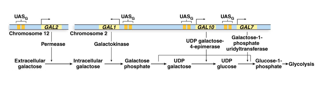 <ul><li><p><strong>UASG Enhancer</strong>: Each <em>GAL</em> gene has its own promoter and similar enhancer elements. This enhancer is called the <em>upstream activator sequence (UAS)</em>, or more specifically, <span style="font-family: KaTeX_Main, "Times New Roman", serif; line-height: 1.2; font-size: 1.21em;">UASG.</span></p></li><li><p><strong>Gal4 Activator Protein</strong>: The <span style="font-family: KaTeX_Main, "Times New Roman", serif; line-height: 1.2; font-size: 1.21em;">UASG​</span> elements are bound by a regulatory activator protein, <strong>Gal4</strong>, encoded by the <em>GAL4</em> gene. Gal4 is continuously present in cells.</p></li></ul><p></p>