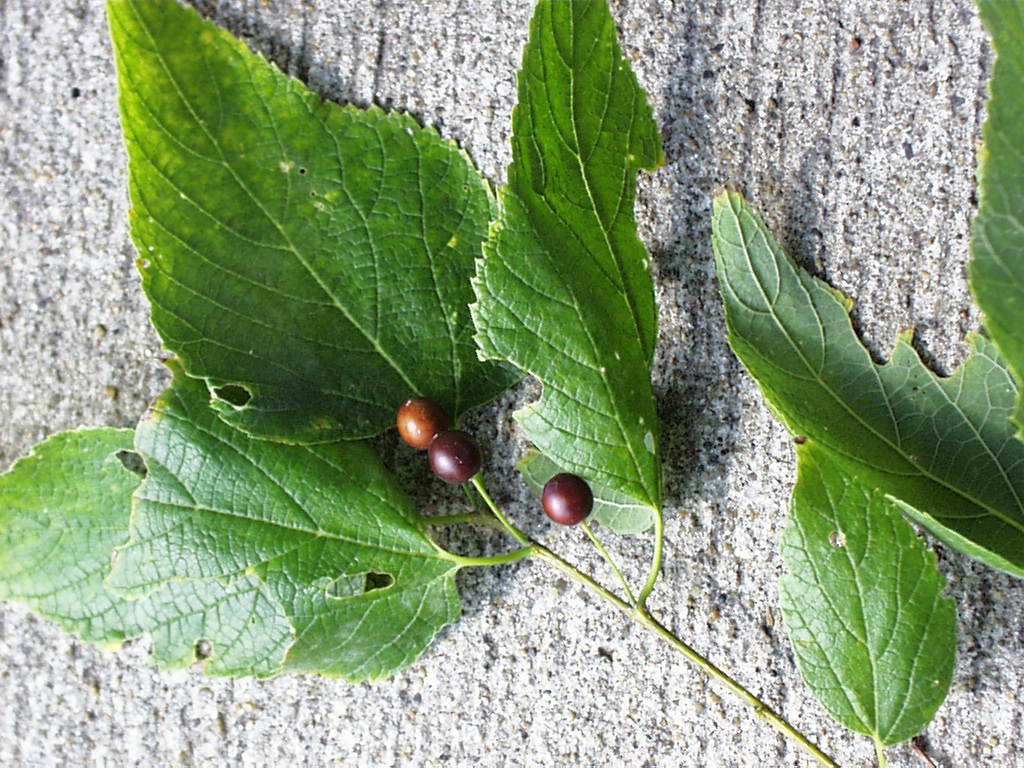 <p>common name</p>