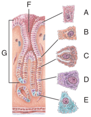 <p>gastric pit</p><p>—</p><p><span style="background-color: transparent;">A (<strong>Surface mucous cell</strong> – secretes mucus)</span></p><p><span style="background-color: transparent;">B (<strong>Mucous neck cell</strong> – secretes mucus)</span></p><p><span style="background-color: transparent;">C (<strong>Parietal cell</strong> – secretes hydrochloric acid and intrinsic factor)</span></p><p><span style="background-color: transparent;">D (<strong>Chief cell</strong> – secretes pepsinogen and gastric lipase)</span></p><p><span style="background-color: transparent;">E (Enteroendocrine cell – secretes the hormone gastrin)</span></p>
