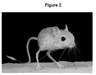 <ul><li><p>The jerboa is a small desert animal.</p></li><li><p><strong>Figure 2</strong> shows a jerboa.</p></li><li><p>The jerboa is adapted for survival in the desert. </p></li><li><p>The jerboa spends the daytime in its underground burrow. </p></li><li><p>The jerboa only leaves its burrow to look for food during the night.</p></li></ul><p>Describe how these adaptations help the jerboa to survive in the desert. [2 marks]</p>