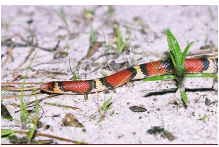 <p>nonvenomous (red touches black)</p>