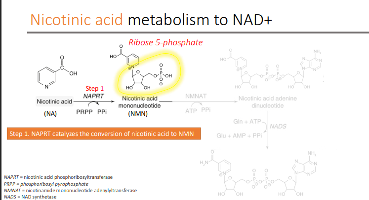 <p>NAPRT (nicotinic acid phosphoribosyltransferase)</p>