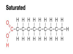 <p>large lipids made of glycerol and three fatty acids</p><p>- triglycerides</p><p>- energy storage</p>