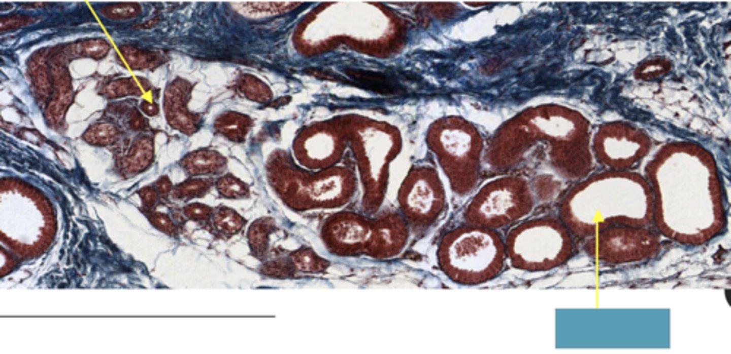 <p>Identify the structure</p>