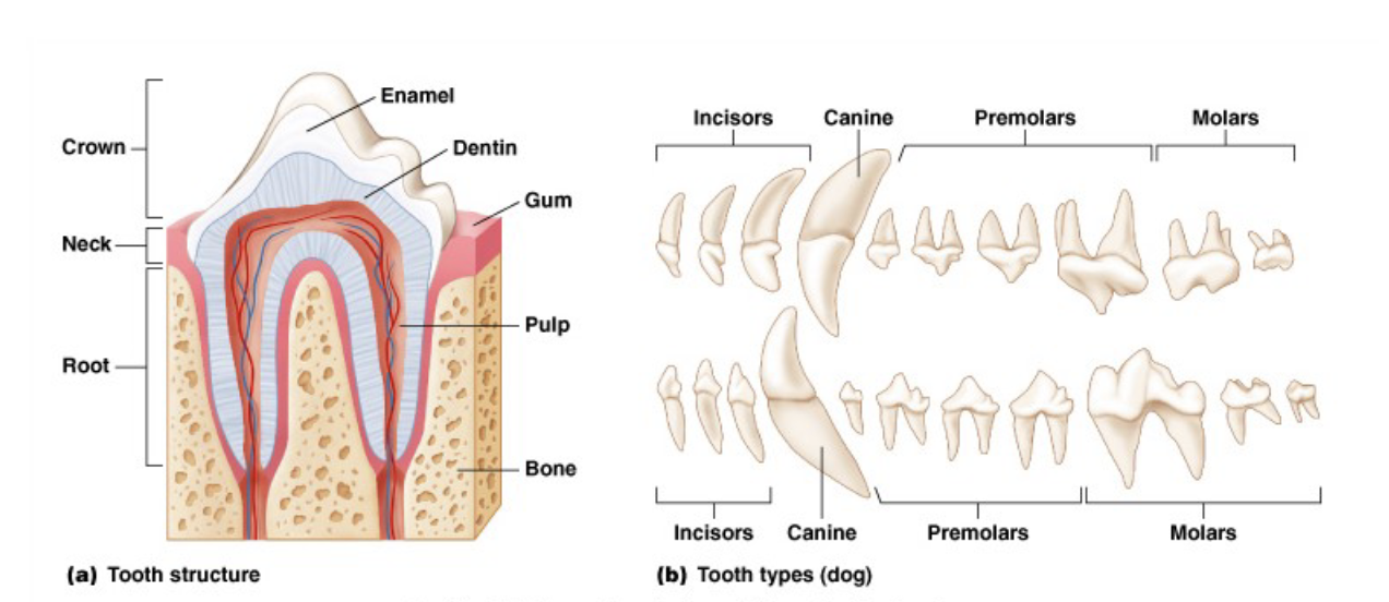 <ul><li><p>canines for carnivores</p></li><li><p>molars for herbivores</p><ul><li><p>food source and teeth shapes tend to match up (sharp for shredding/tearing, flat for grinding/mashing)</p></li></ul></li></ul><p></p>