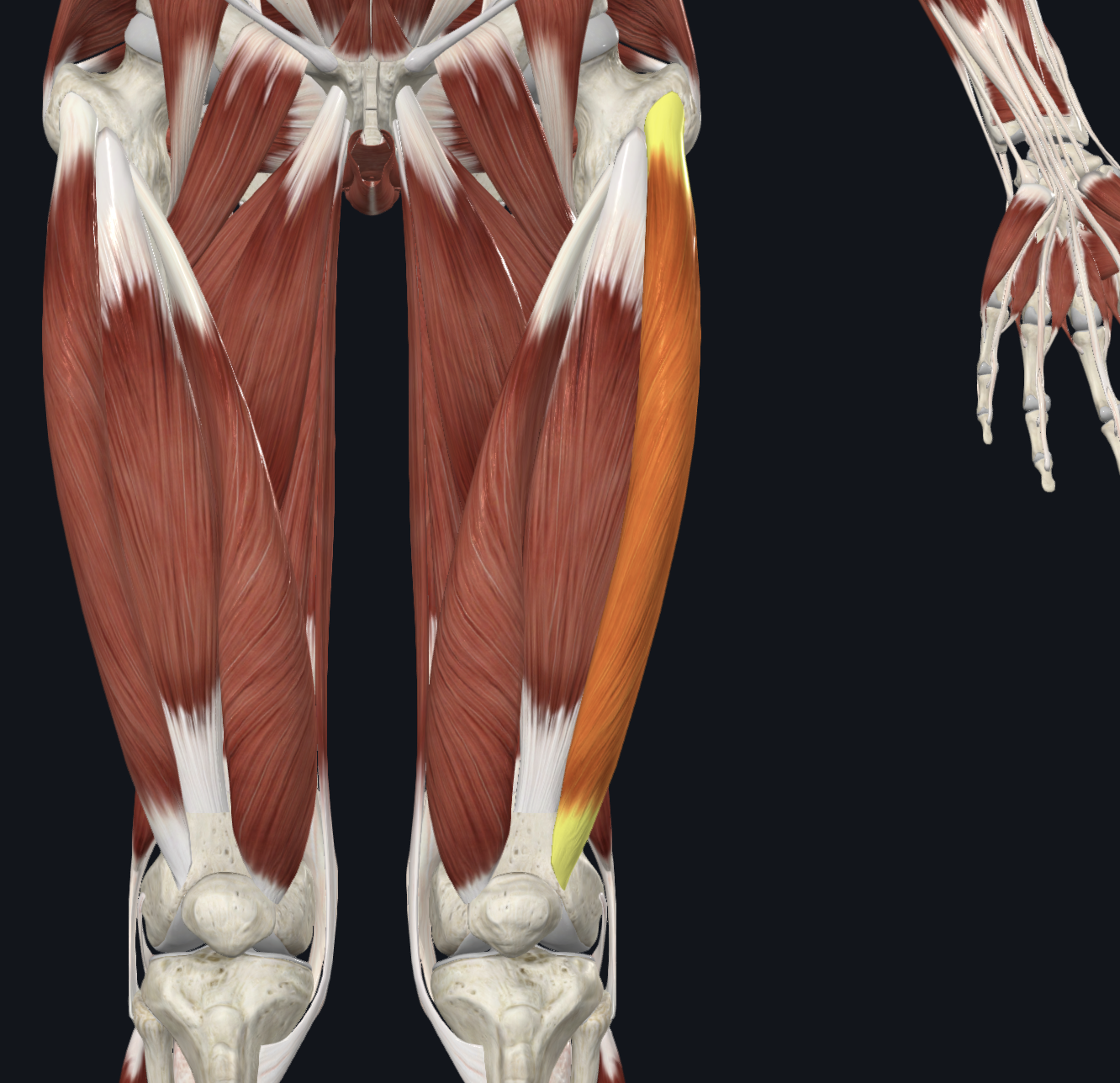<p>Anterior view</p><p>Muscles</p>