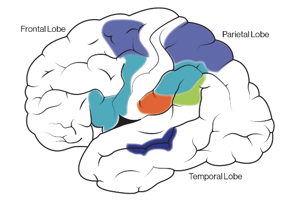 <p>• Mirror Neurons</p><p>• fMRI research has found evidence of a mirror neuron system in the brain</p><p>showed participants three films (one picked up cup with coffee from clean table, second picked up cup from messy table, third picked up isolated cup). area of brain with mirror neurons was most activated for the two intention films (specifically the first one). found that mirror neurons area is involved with understanding intention behind actions shown in films. also found that mirror neurons also codes the “why” of actions and respond respond differently to different intentions.</p>