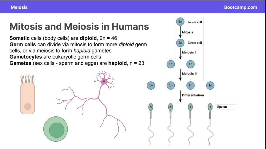 <p>(sex cells - sperm and eggs) are <strong>haploid </strong>n=23</p>