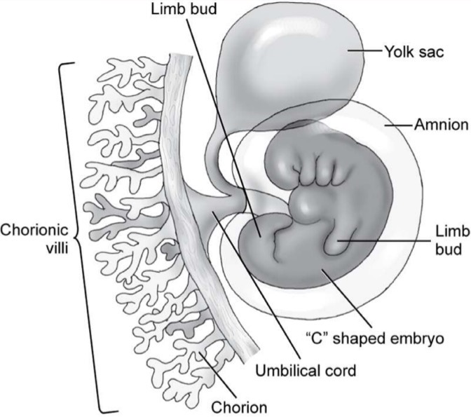 <p>Formation of anterior and lateral abdominal walls; midgut forms from root of yolk sac; yolk sac fuses with vitelline duct to become umbilical cord; c-shaped embryo with limb buds</p><p>Week 8: mineralization of skeleton begins; embryo becomes c-shaped (gets larger) with limb buds; small bowels herniates (comes out of embryo) at base of umbilical cord</p>