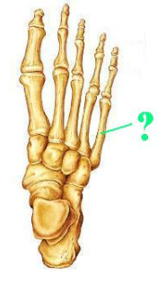 <p><span>Identify the indicated bone.</span></p>