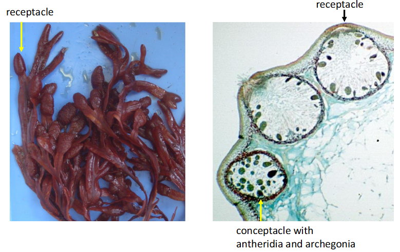 <p>multicellular brown algae</p><p>blades w/ recepticles containing conceptacle w/ antheridia and archegonia</p>