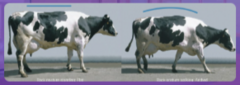<p>A cow stands with a flat back but arches when walking with a slightly abnormal gait. What locomotion score is this?</p>