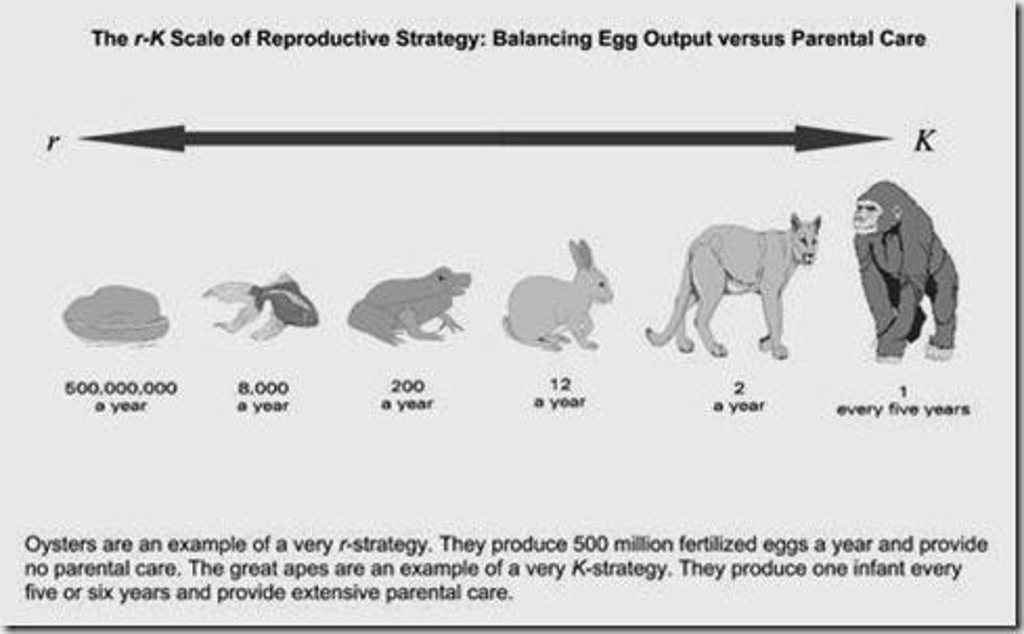 <p>a few offspring with high survival rates</p>