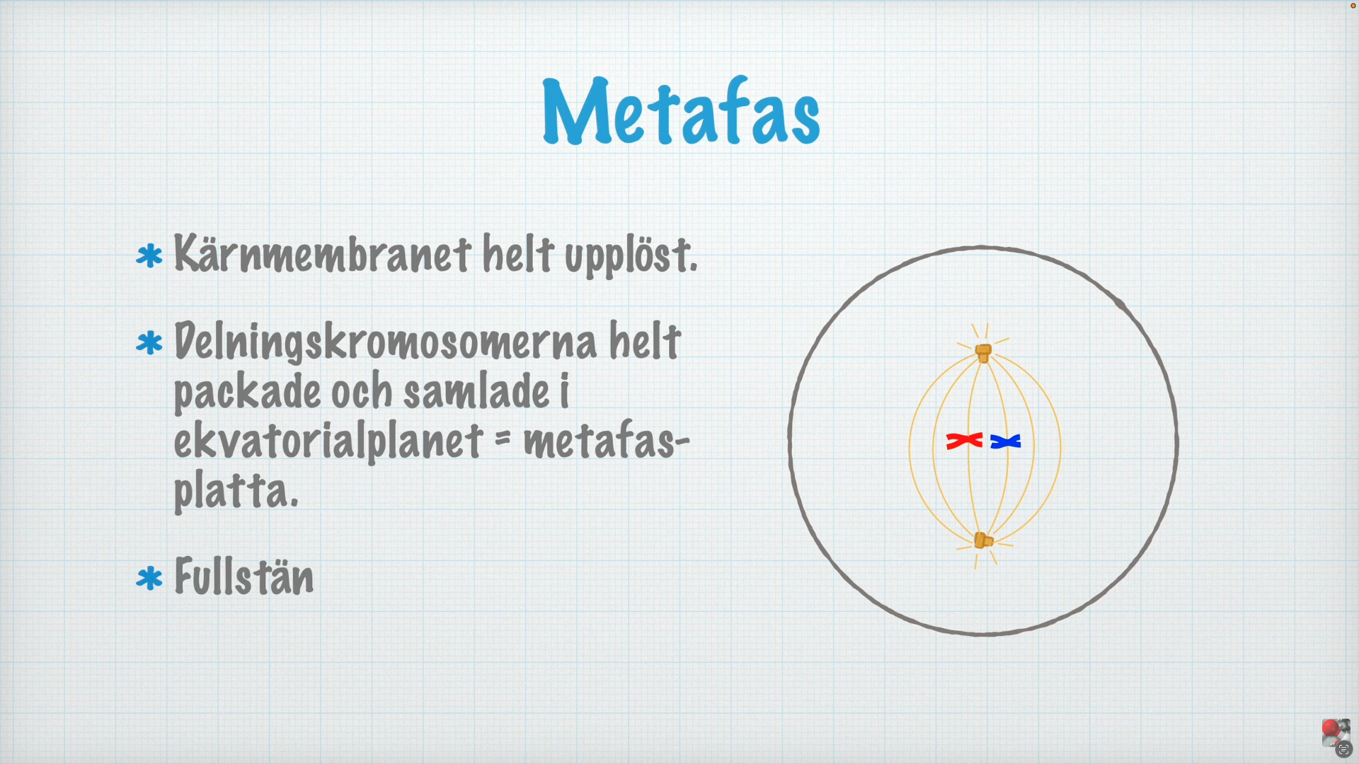 <ol><li><p><strong>Kärnmembranet </strong>helt upplöst </p></li><li><p><strong>Delningskromosomer</strong> helt packade och samlade i <strong>ekvatorialplanet </strong></p></li><li><p>Fullständig<strong> kärnspole </strong>har bildats </p></li></ol><p></p>