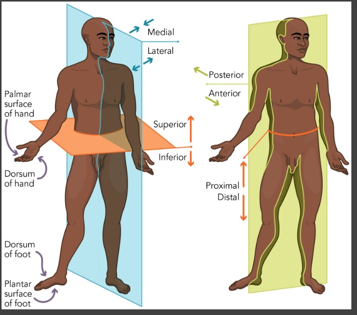 <p>Anatomical positions to Look over</p>