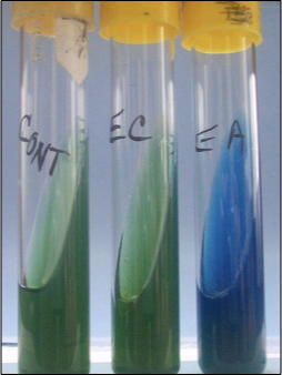 <p>citrate as sole carbon source for growth; growth is a positive result and may be accompanied by blue color</p>
