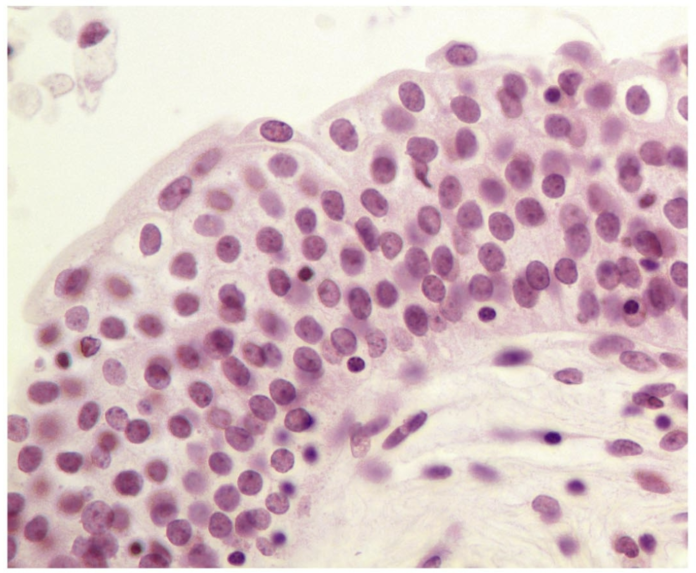 <p>what tissue is this</p>