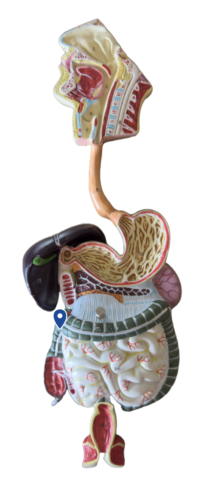 <p>Name this bend in the large intestine.</p>