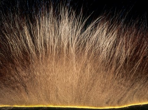 <p>_______ is a hair type that consists of a short, dense undercoat and can function as insulation</p>