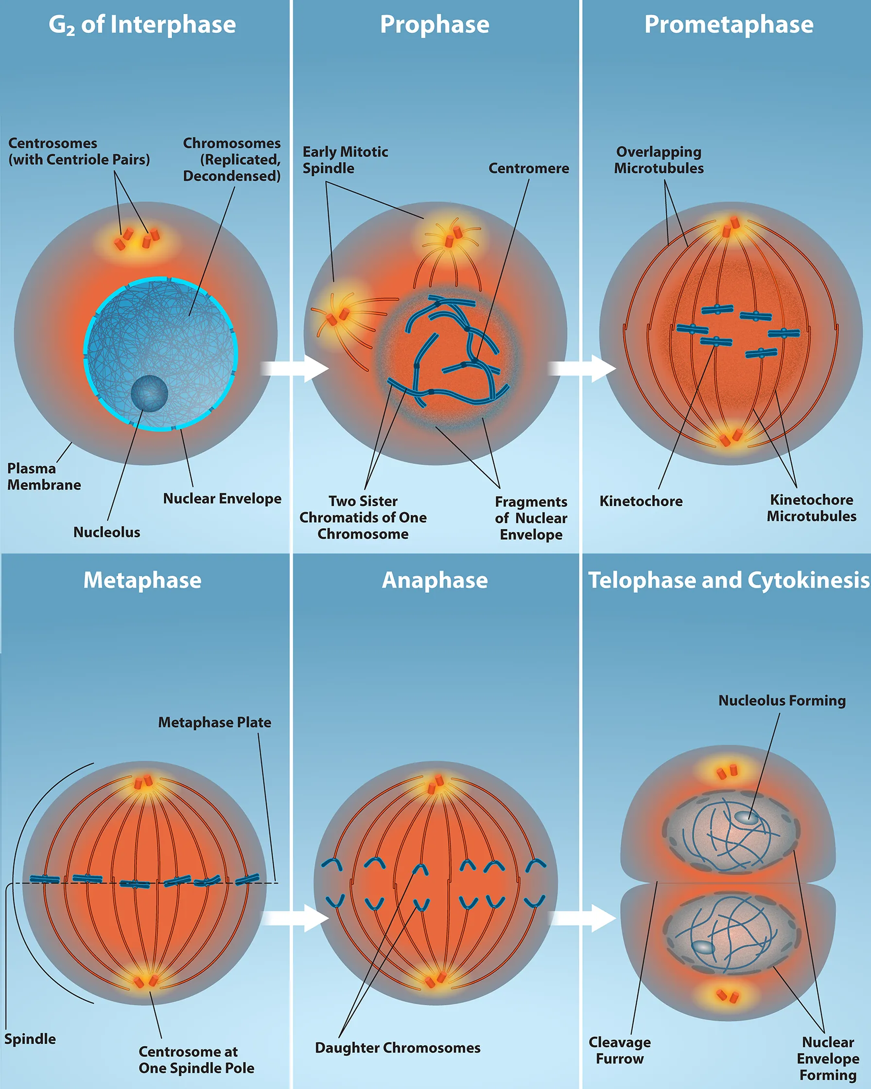 <p>-mitosis (2n to 2n)</p><p>-duplicated chromosomes are aligned, separated, and move into two new, identical daughter cells</p>
