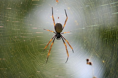<p>A bug with eight legs that spins a sticky web is a _____.</p>