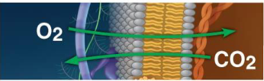 <ul><li><p>Small non-polar molecules (O2 enters, CO2 leaves ← animals, reverse for plants). Can move directly through phospholipid bilayer</p></li><li><p>Ions and polar molecules using simple transport proteins (can’t move through phospholipid bilayer). Must move down their concentration gradient</p></li></ul><p></p>