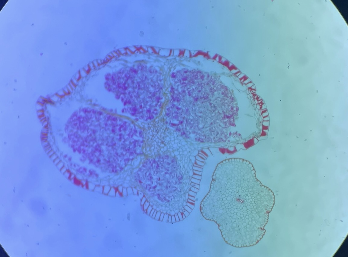 <p>What is this?</p>