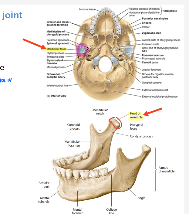 <ul><li><p>mandibular fossa of temp bone</p></li><li><p>articulates w/ <strong>head of mandible</strong></p></li></ul><p></p>