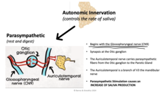 <p>-Begins with Glosspharyngeal nerve (CN9)</p><p>-Synapsis at the Otic ganglion</p><p>-The Auriculotemporal nerve carries parasympathetic fibers from Ottic ganglion to the Parotid Gland</p><p>-The Auriculotemporal is a branch of V3 of the mandibular nerve</p><p>-Parasympathetic stimulation causes and INCREASE OF SALIVA PRODUCTION</p>