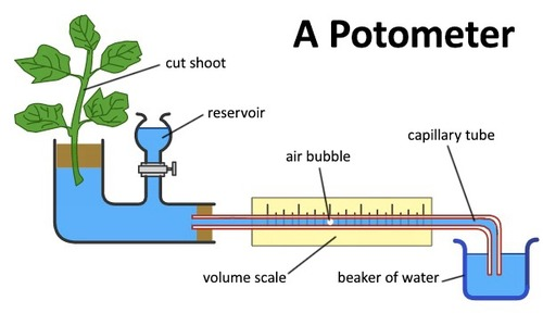 <p>potometer set up</p>
