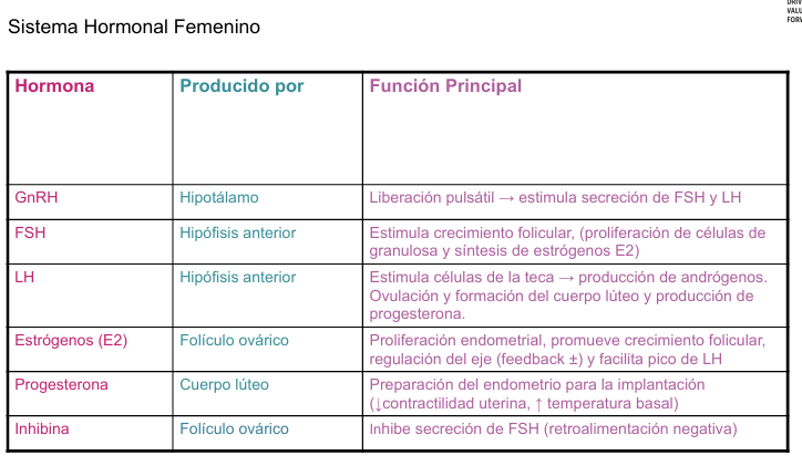 <p></p><p>El sistema nervioso central (SNC) influye sobre el hipotálamo, que libera la hormona GnRH (hormona liberadora de gonadotropinas) de forma pulsátil. Esta hormona estimula a la adenohipófisis (hipófisis anterior) para que secrete las gonadotropinas FSH (hormona foliculoestimulante) y LH (hormona luteinizante).</p><ul><li><p>Hipotálamo → GnRH → estimulación adenohipófisis → FSH y LH</p></li></ul><p>FSH </p><ul><li><p>actúa principalmente sobre las células de la granulosa en el ovario, promoviendo el desarrollo folicular y la producción de estrógenos. </p></li><li><p>También estimula la producción de activina, que potencia la acción de la FSH, y de inhibina, que ejerce retroalimentación negativa sobre la FSH en la hipófisis.</p></li></ul><p>LH </p><ul><li><p>actúa sobre las células de la teca, estimulando la síntesis de andrógenos. </p><ul><li><p>Estos andrógenos son transportados hacia las células de la granulosa, donde son convertidos en estrógenos bajo el estímulo de la FSH. </p></li></ul></li><li><p>Más adelante, LH también actúa sobre el cuerpo lúteo para estimular la producción de gestágenos (como la progesterona) tras la ovulación.</p></li></ul><p>Los estrógenos, inhibina y gestágenos ejercen un control de retroalimentación sobre el eje. En niveles moderados, los estrógenos ejercen retroalimentación negativa sobre el hipotálamo y la hipófisis, inhibiendo la secreción de GnRH, FSH y LH.</p><ul><li><p>Sin embargo, cuando los niveles de estrógeno son altos y sostenidos, como en la fase preovulatoria, se genera una retroalimentación positiva que desencadena el pico de LH, necesario para la ovulación</p></li></ul><p>Además, estas hormonas también tienen efectos conductuales a nivel del sistema nervioso central, modulando el comportamiento reproductivo.</p>