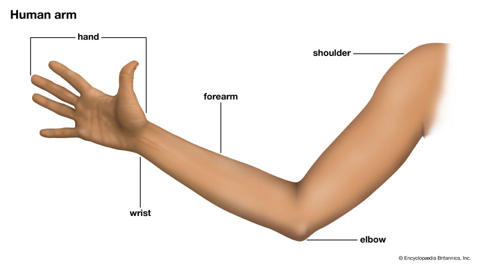 <p>arm</p>