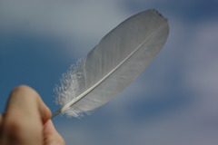 <p>I found a white bird's ______ on the floor.</p>