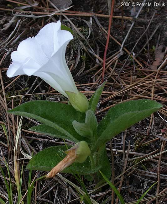 <p>Calystegia spithamaea</p>