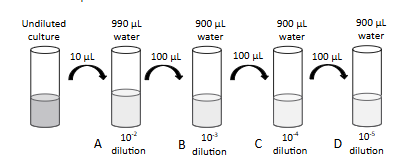 <ul><li><p><span style="background-color: transparent;">Take 10 μL of undiluted culture, add that to a tube containing 990 μL of sterile H<sub>2</sub>0, and gently mix/vortex. (Tube A)</span></p></li><li><p><span style="background-color: transparent;">Then take 100 μL from tube A and transfer to another tube containing 900 μL of sterile H<sub>2</sub>0, and gently mix/vortex. (Tube B)</span></p></li><li><p><span style="background-color: transparent;">Continue this process of transferring samples from higher dilutions to sterile water to create more and more diluted samples, hoping to get a plate that will have the right number of colonies to be considered “countable” (30-300)</span></p></li></ul><ul><li><p><span style="background-color: transparent;">Transfer and spread 100 μL of each dilution on a TSA plate. </span></p></li><li><p><span style="background-color: transparent;">Lastly, incubate and count colonies</span></p></li></ul><p></p>