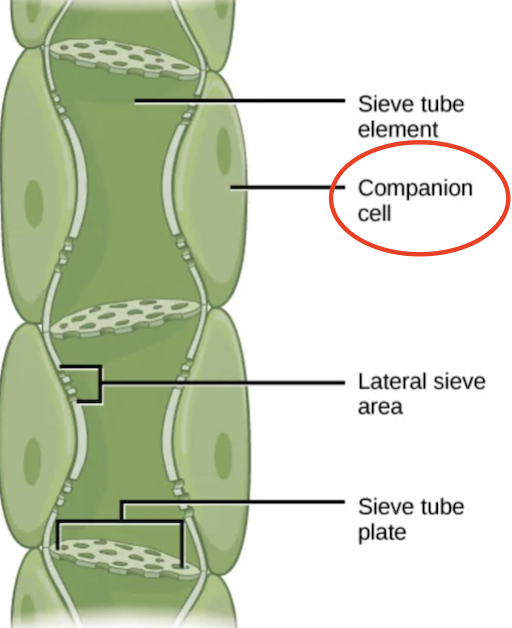 <p>Keep sieve tube elements alive</p>