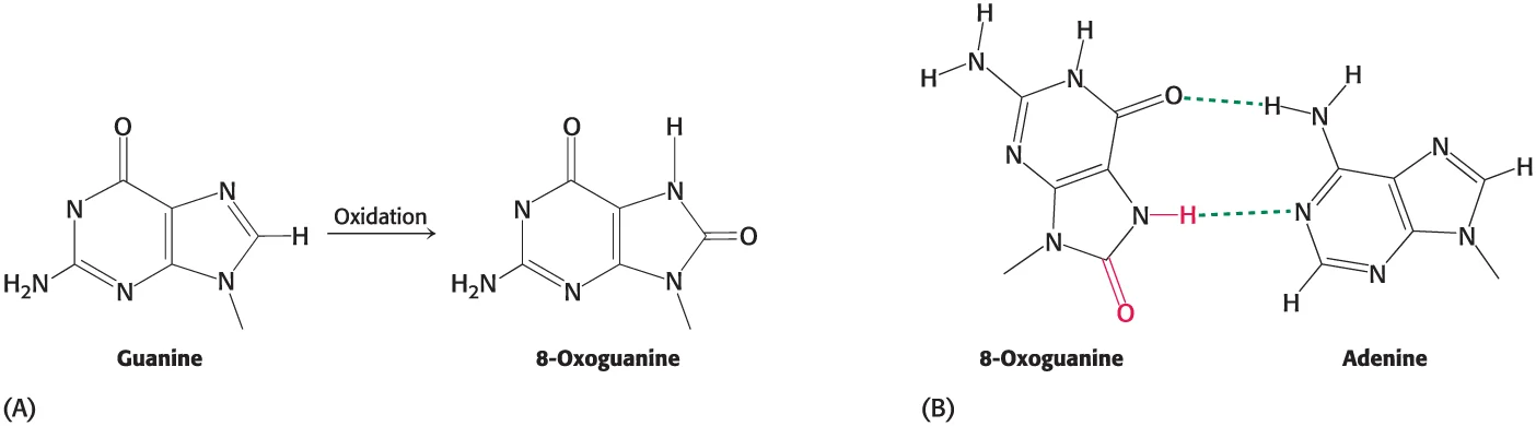 <p><span>Perturbs the base sequence of DNA and causes a mutation; often chemical but can also be energy sources such as ultraviolet light.</span></p><p></p><p></p>