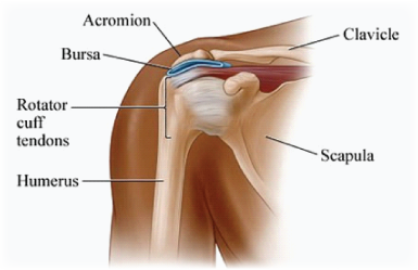 <p>highest point of shoulder, sits on acromion</p>